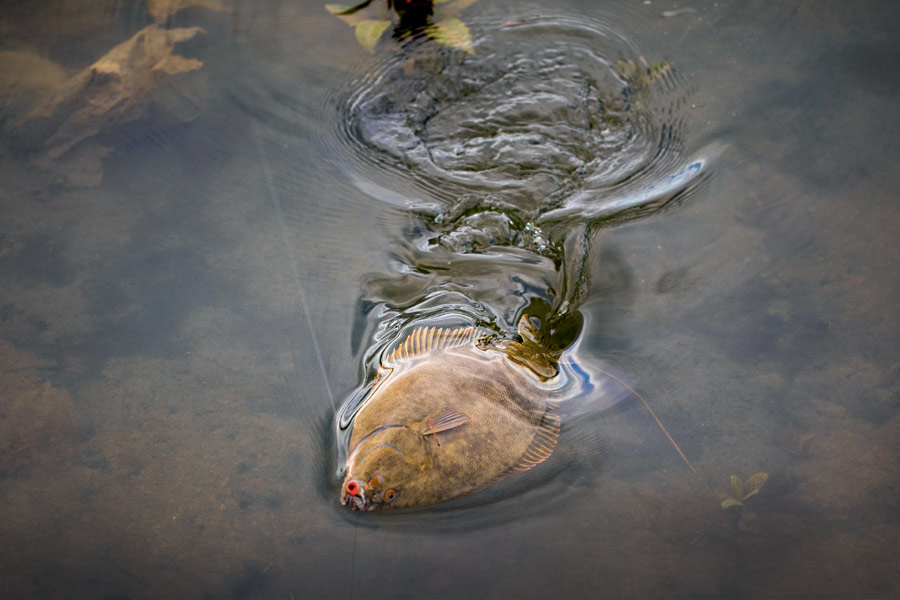 How To Catch Flounder on Softbait The Fishing Website